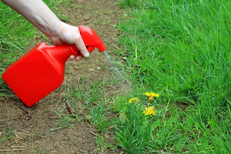 vinagre blanco para desyerbar naturalmente el jardín 2022