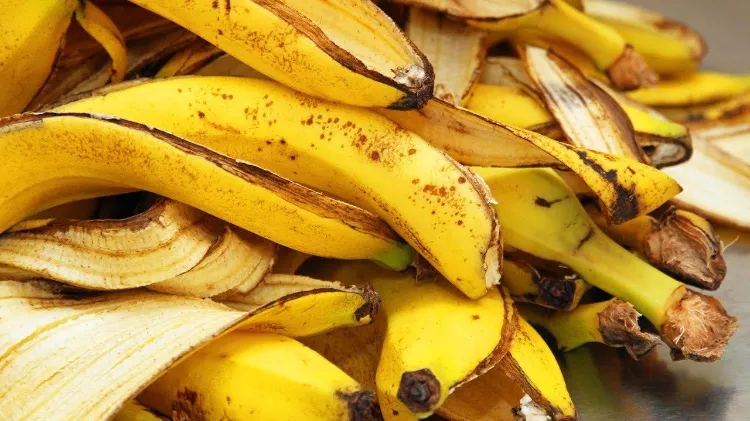 cáscaras de plátano como fertilizante 2022