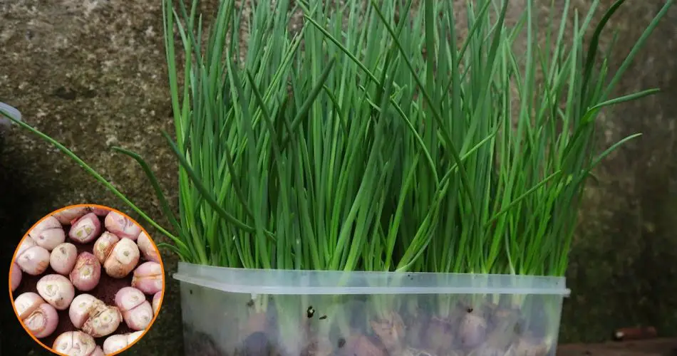 ¿Cómo cultivar ajo para tener cantidades infinitas en casa? – Mis Consejos Jardinería