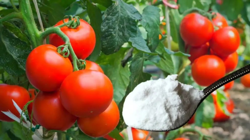 ¿Por qué se deben rociar las plantas de tomate con bicarbonato de sodio? El truco de los jardineros experimentados – Mis Consejos Jardinería