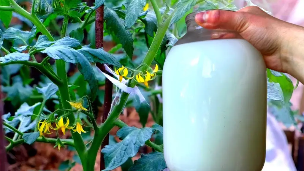 El truco de los jardineros para cultivar plantas en pocos días – Mis Consejos Jardinería