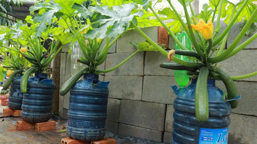 7 verduras fáciles de cultivar en macetas en casa – Mis Consejos Jardinería