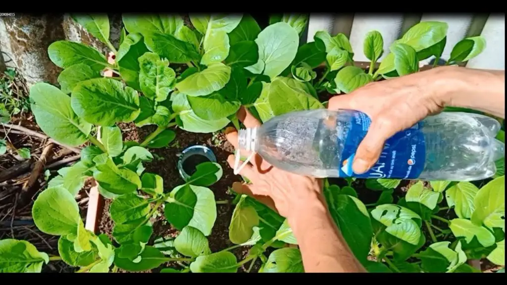 ¿Cuánta agua se necesita para regar cada planta? – Mis Consejos Jardinería