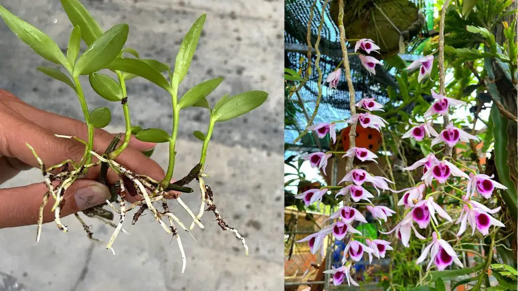 ¿Por qué es inteligente cultivar orquídeas en el agua? – Mis Consejos Jardinería