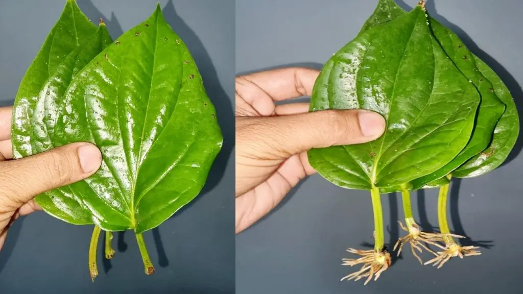 ¿Cómo hacer crecer un árbol de jade a partir de una hoja? Un truco simple y efectivo. – Mis Consejos Jardinería