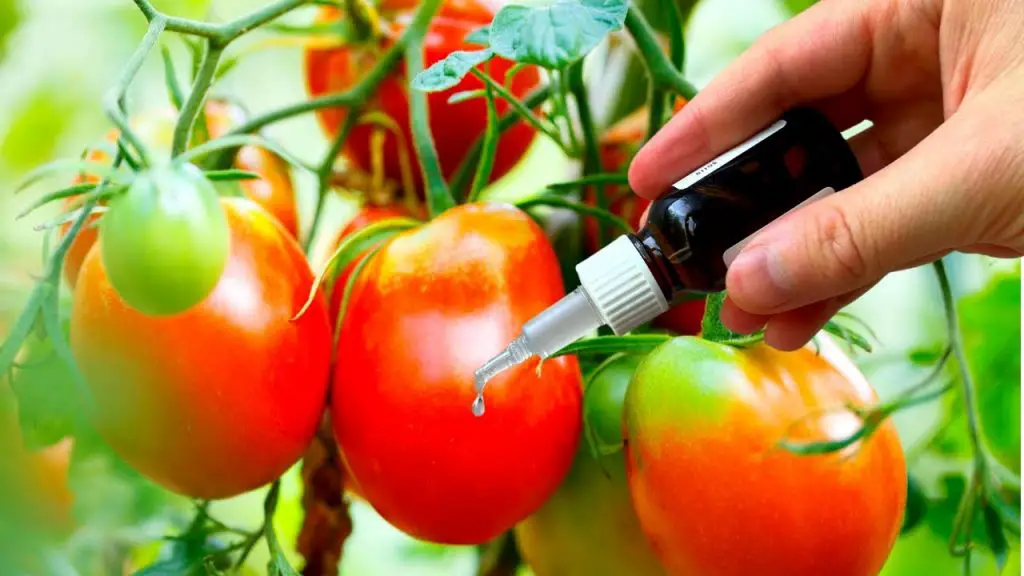 He aquí cómo promover el crecimiento de las plantas de tomate de forma natural – Mis Consejos Jardinería