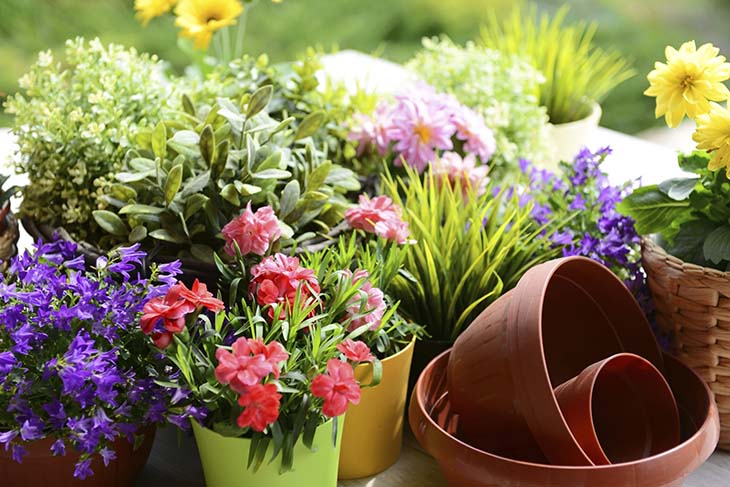 flores en el jardin