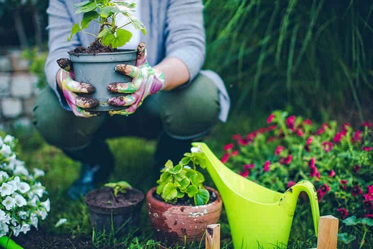 plantas de jardin