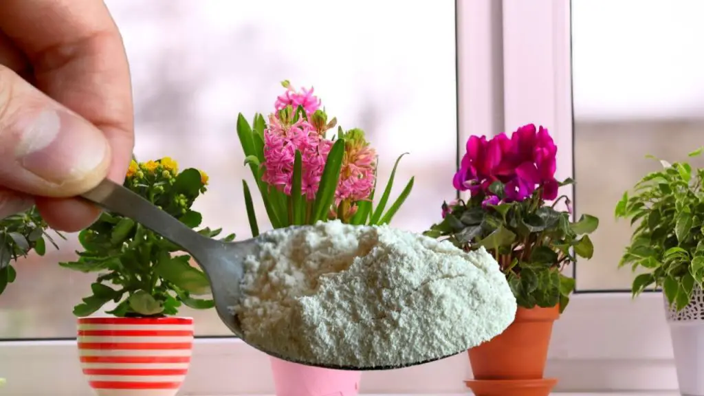 ¿Por qué usar talco en las plantas?￼ – Mis Consejos Jardinería