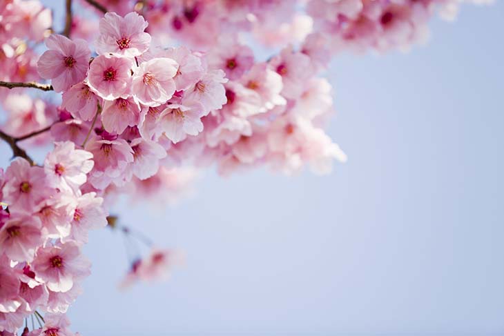 flor de cerezo