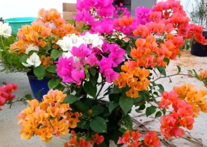 Cada flor tiene un significado: aquí está la guía del lenguaje de las flores￼ – Mis Consejos Jardinería