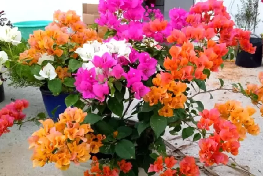 Cada flor tiene un significado: aquí está la guía del lenguaje de las flores￼ – Mis Consejos Jardinería
