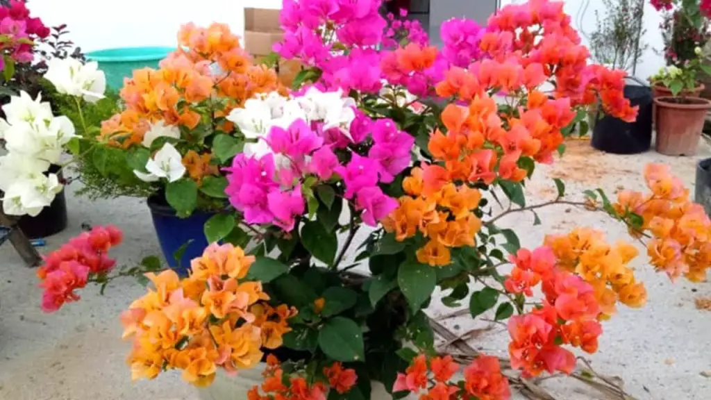 Cada flor tiene un significado: aquí está la guía del lenguaje de las flores￼ – Mis Consejos Jardinería