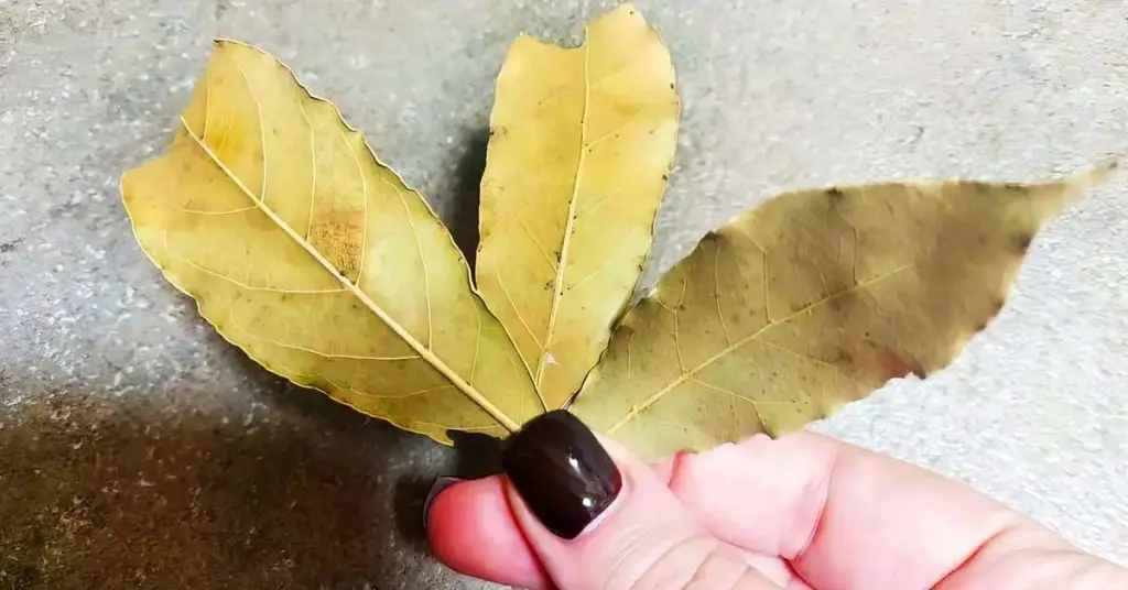 3 hojas de laurel son suficientes para perfumar la casa en invierno – Mis Consejos Jardinería