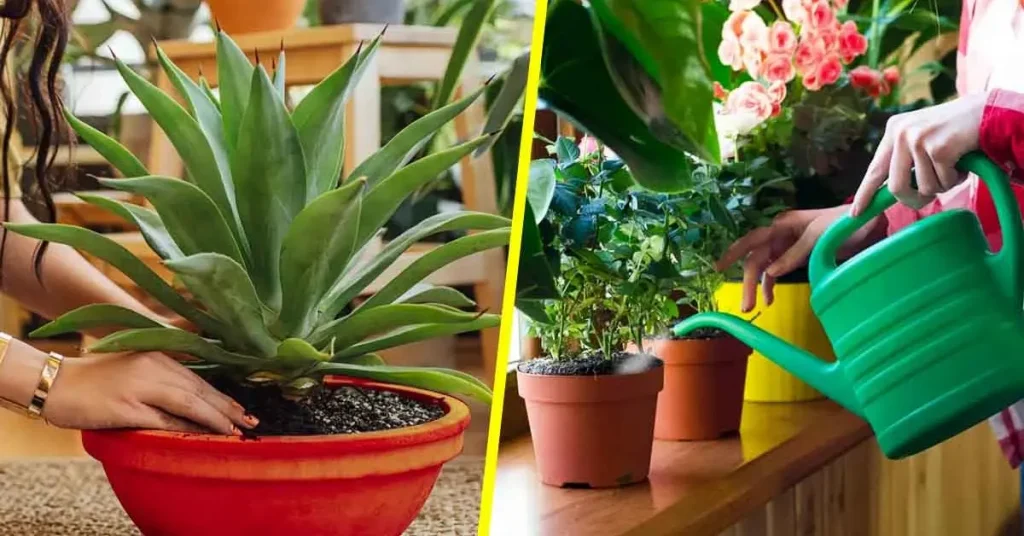 5 consejos más importantes para cuidar tus plantas de interior para no matarlas – Mis Consejos Jardinería