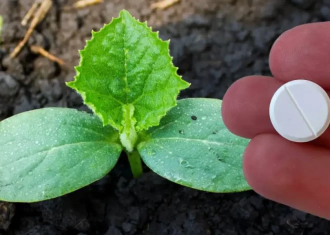 5 razones por las que debemos plantar aspirinas en la huerta – Mis Consejos Jardinería