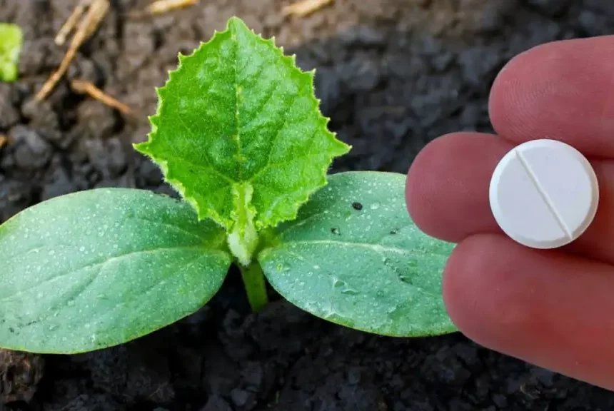 5 razones por las que debemos plantar aspirinas en la huerta – Mis Consejos Jardinería