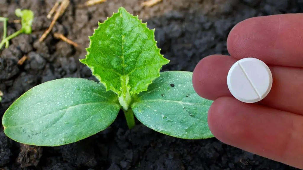 5 razones por las que debemos plantar aspirinas en la huerta – Mis Consejos Jardinería