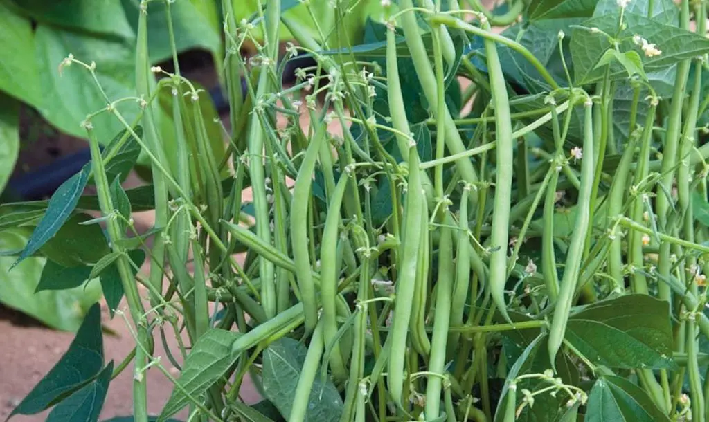 6 consejos esenciales para cultivar judías verdes en tu jardín – Mis Consejos Jardinería