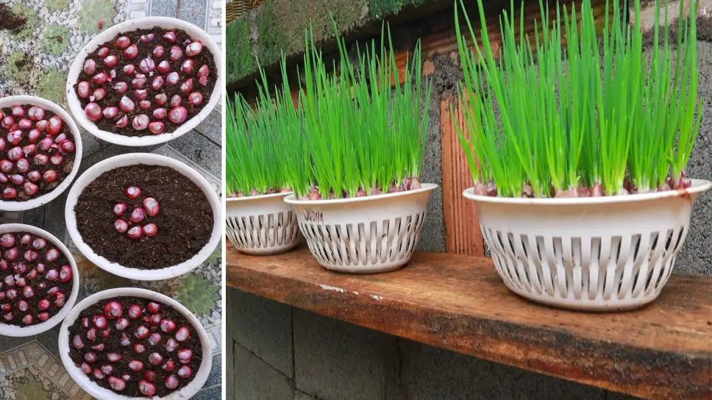 6 verduras y hierbas que puedes cultivar en interiores – Mis Consejos Jardinería