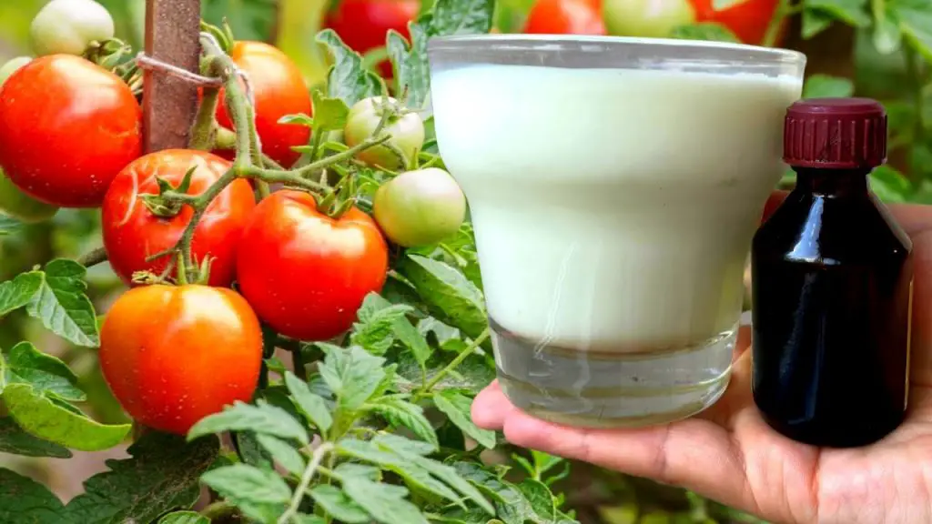 Abono natural para tomates: ¡aquí tienes la guía que necesitas para tener una cosecha jugosa y abundante! – Mis Consejos Jardinería