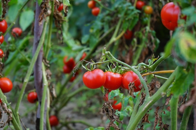 abono natural de tomate