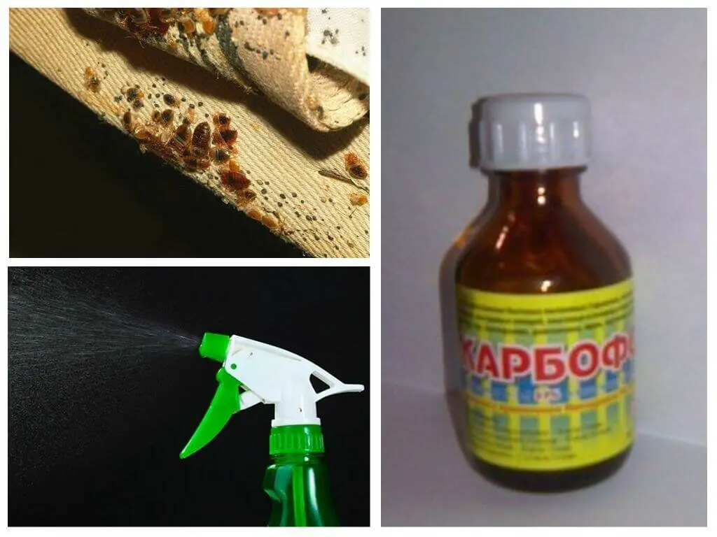 Aerosol casero para matar hormigas: rocía y haz que desaparezcan en minutos – Mis Consejos Jardinería