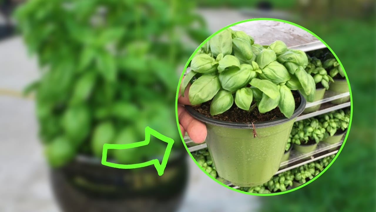 Albahaca