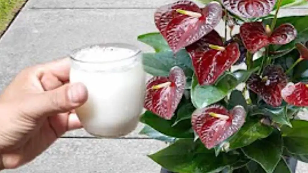 Anthurium, 1 cucharada es suficiente para que la floración explote fácilmente – Mis Consejos Jardinería