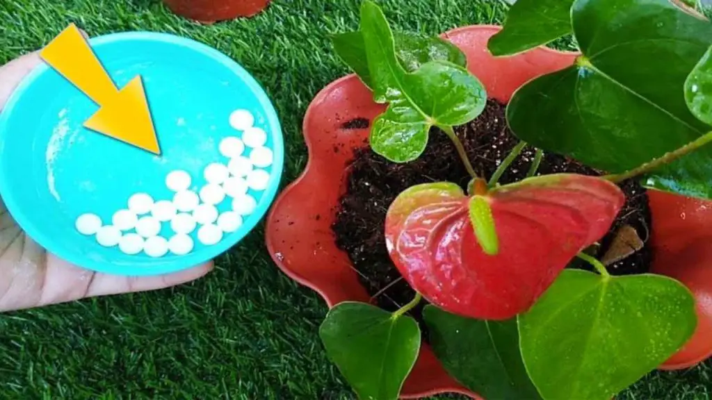 Anthurium, cómo cuidarlo y cultivarlo en casa: solo así vivirá mucho tiempo – Mis Consejos Jardinería