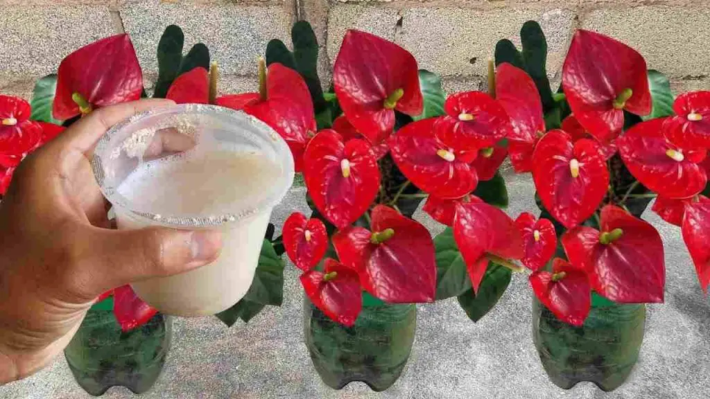 Anthurium, con este líquido las flores se multiplicarán en pocos días – Mis Consejos Jardinería