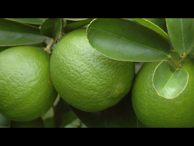 Aprende a plantar un limón en una taza para que tu casa huela bien – Mis Consejos Jardinería