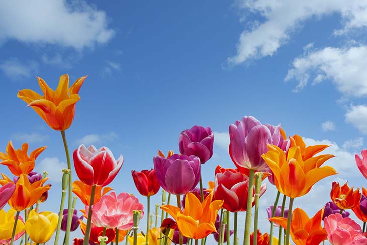 flores