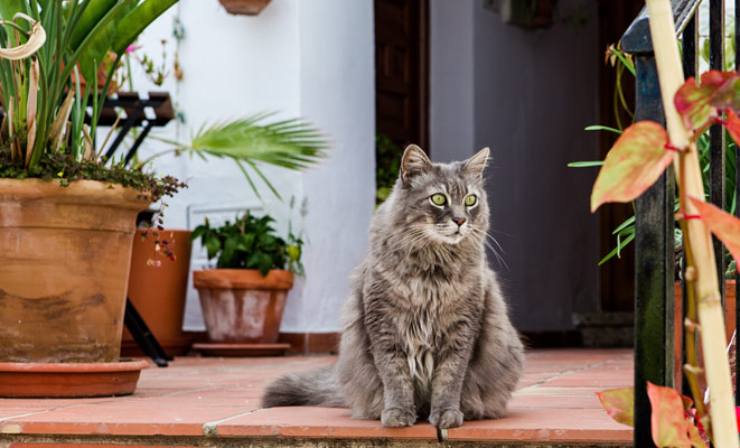 gatos y plantas -