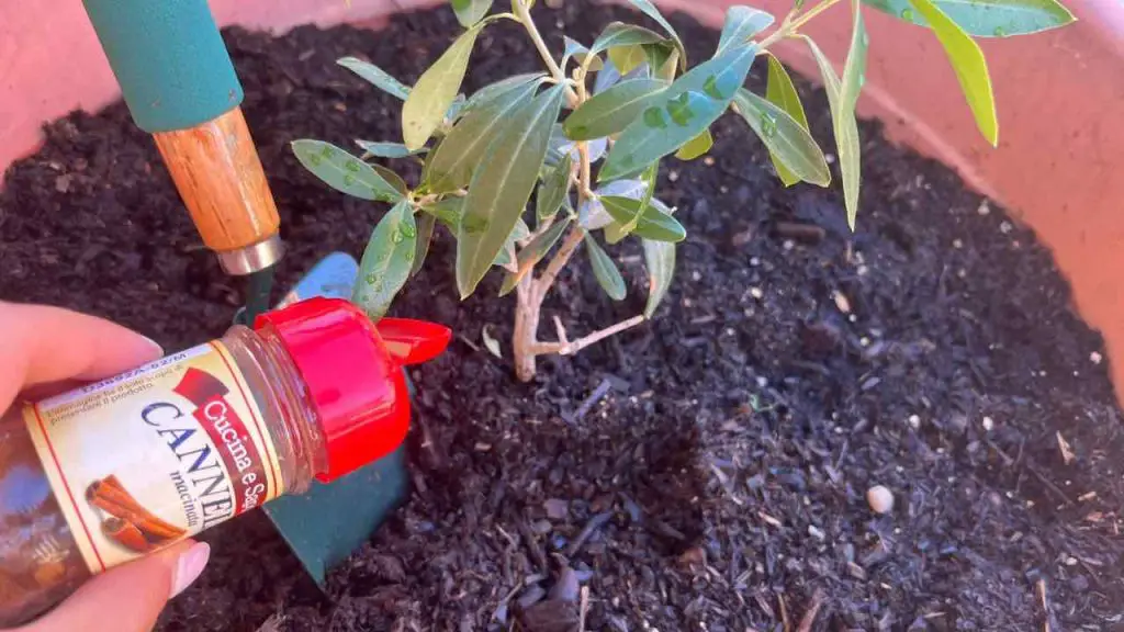 Canela, viértela en las plantas de tu jardín: los vecinos morirán de envidia. – Mis Consejos Jardinería