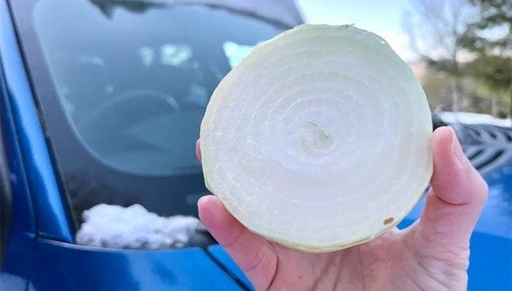 Cebolla cortada por la mitad