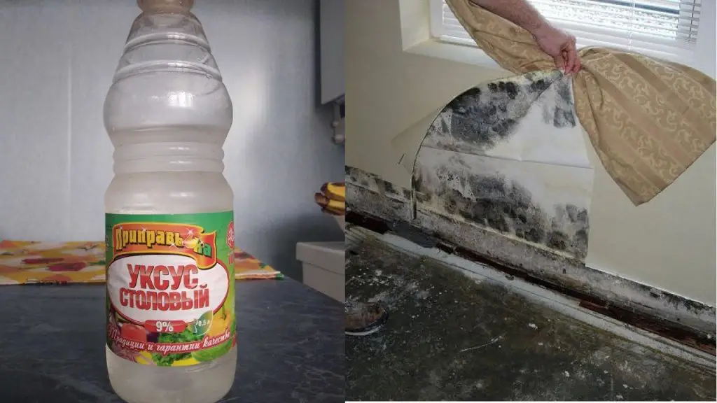 Cómo arreglar una pared dañada por el salitre y el moho para siempre – Mis Consejos Jardinería
