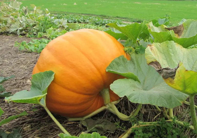 Cómo cultivar calabazas, potimarrones u otras calabazas a partir de semillas – Mis Consejos Jardinería
