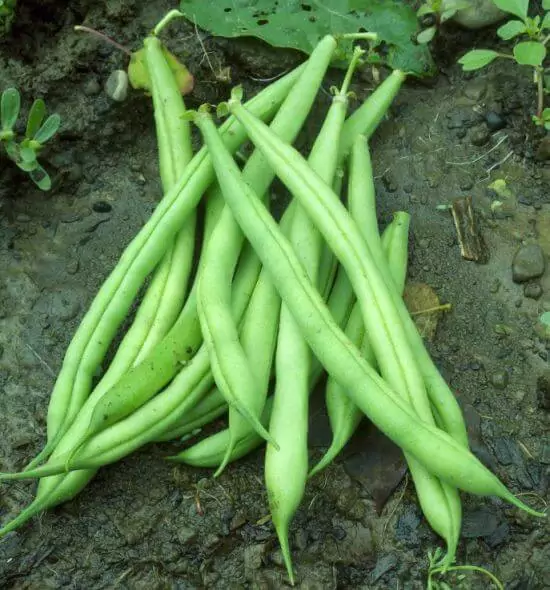 judías verdes de jardín