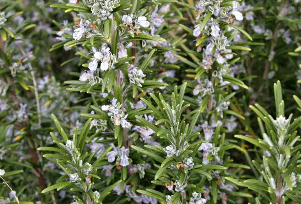 Cómo cultivar romero – Mis Consejos Jardinería