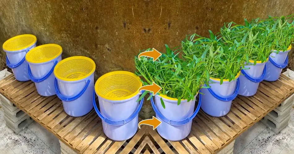 Cómo cultivar verduras y frutas en casa: 13 plantas adecuadas – Mis Consejos Jardinería