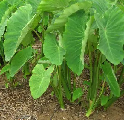 Taro