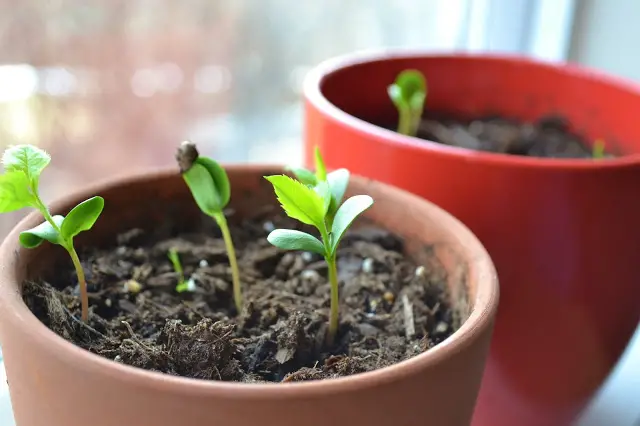 Cómo hacer crecer un manzano a partir de semillas. – Mis Consejos Jardinería