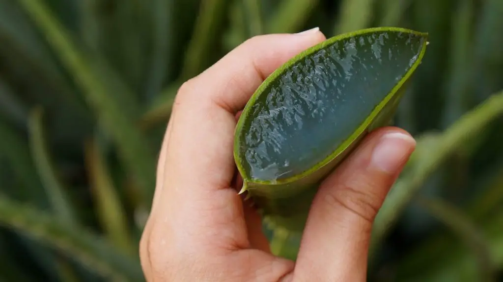 Cómo recuperar un aloe vera que se está muriendo, solo así podrás revigorizarlo – Mis Consejos Jardinería