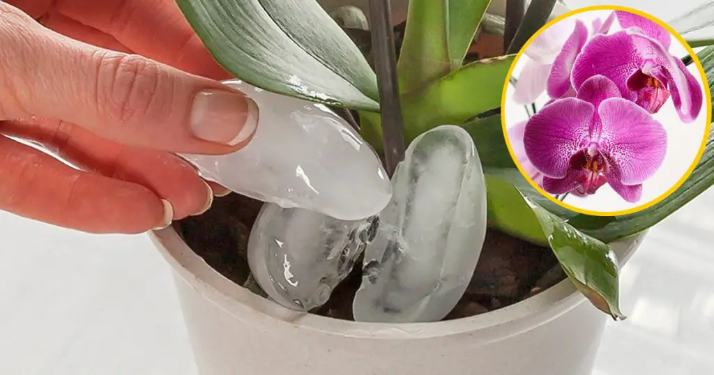 Cómo regar las orquídeas sin que se pudran las raíces: mantenlas llenas de flores – Mis Consejos Jardinería