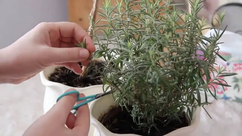 Cómo tener una hermosa planta de Romero con una sola ramita – Mis Consejos Jardinería