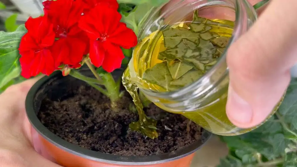 Con este método se revigoriza hasta la flor más podrida y amarillenta – Mis Consejos Jardinería