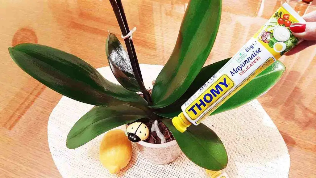 Con este tratamiento la orquídea estará exuberante y florecerá durante años. – Mis Consejos Jardinería