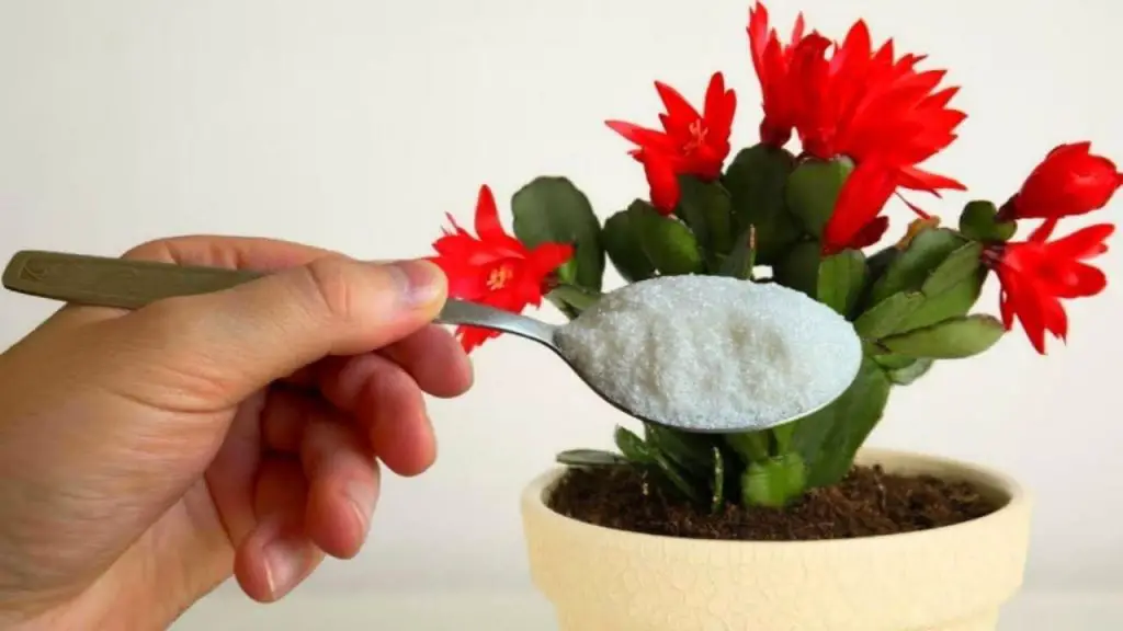 Con una pizca de esto florece instantáneamente cualquier flor que tengas en casa – Mis Consejos Jardinería