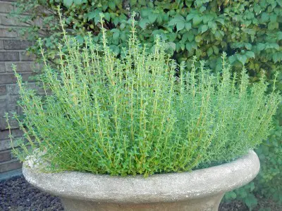 Consejos para cultivar tomillo en tu jardín – Mis Consejos Jardinería